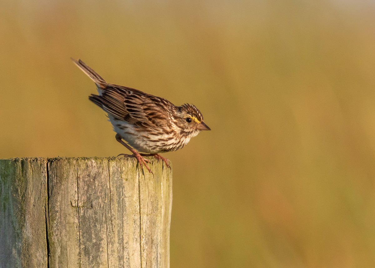 Savannah Sparrow (Savannah) - ML638706605