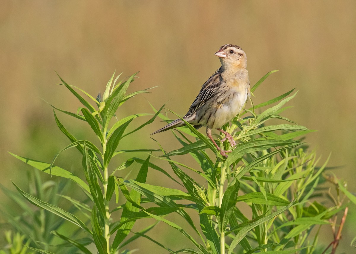 Bobolink - ML638706643