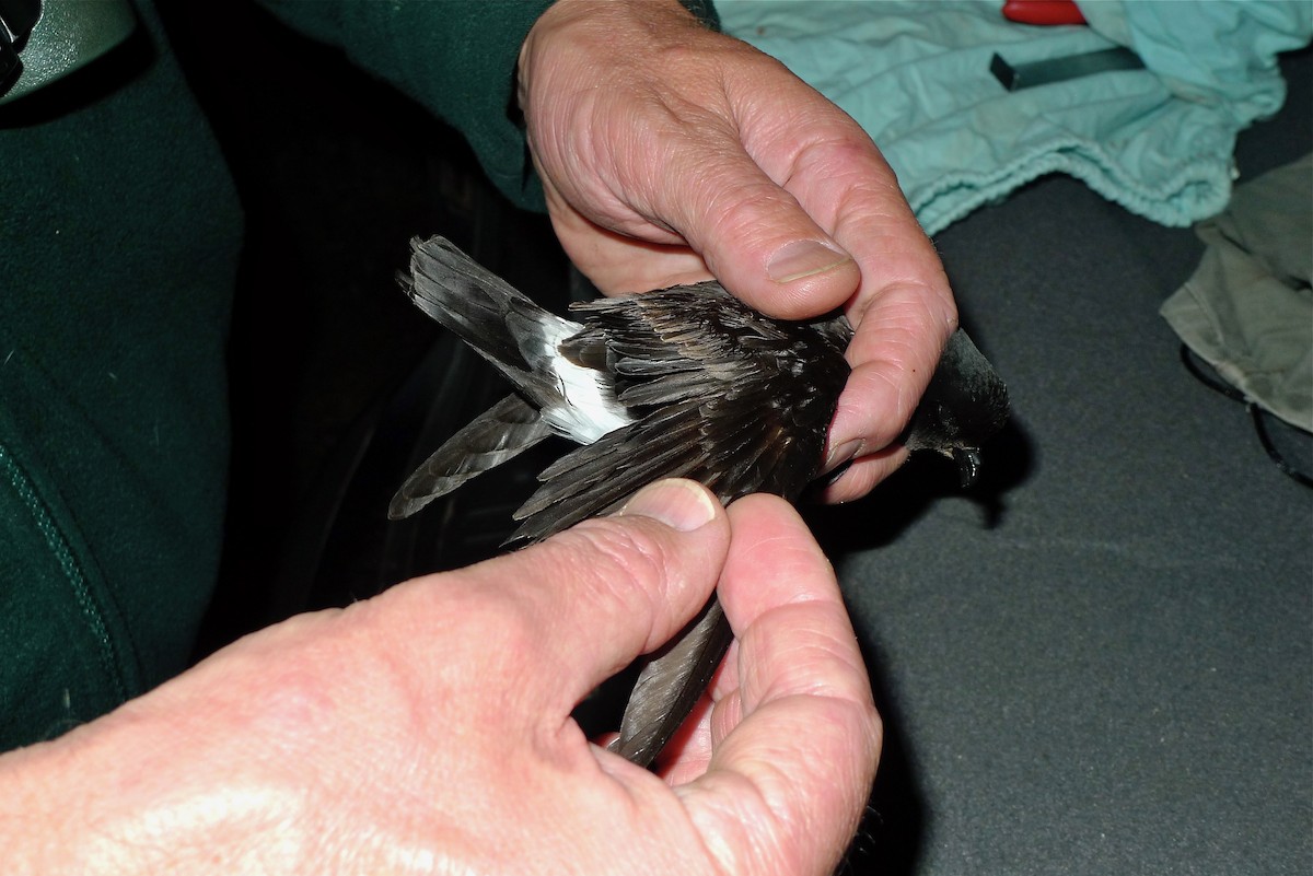 European Storm-Petrel - ML638706681