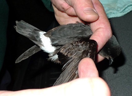 European Storm-Petrel - ML638706682