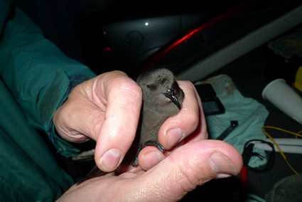 European Storm-Petrel - ML638706683