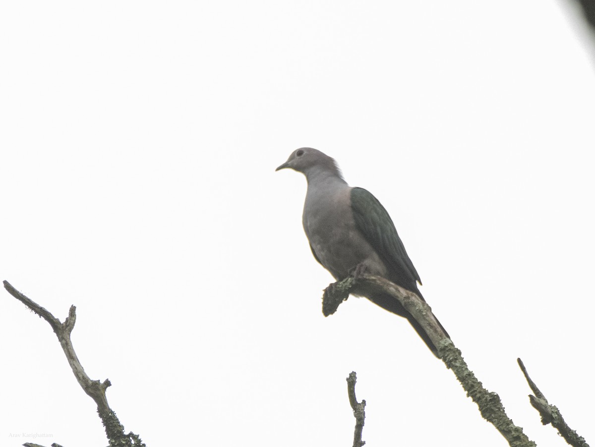 Green Imperial-Pigeon - ML638706716