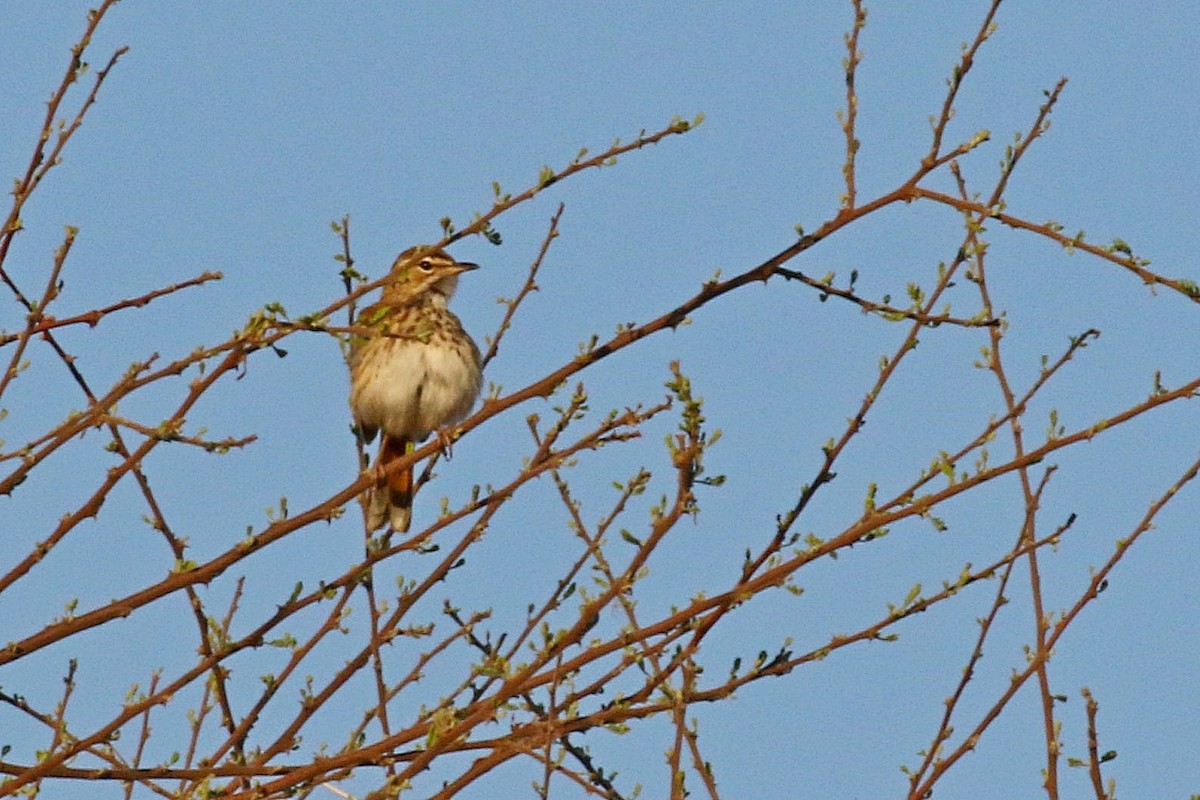 White-browed Scrub-Robin - ML638706845