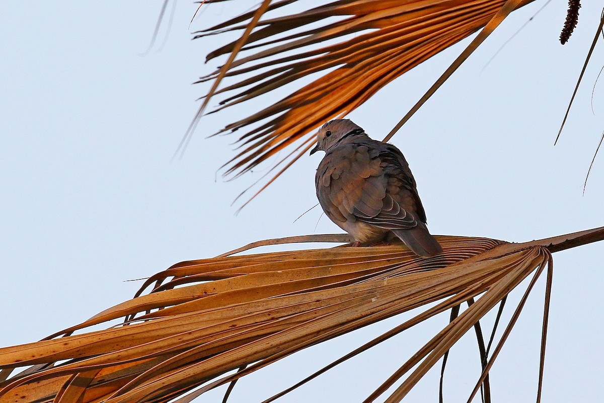 Ring-necked Dove - ML638706846