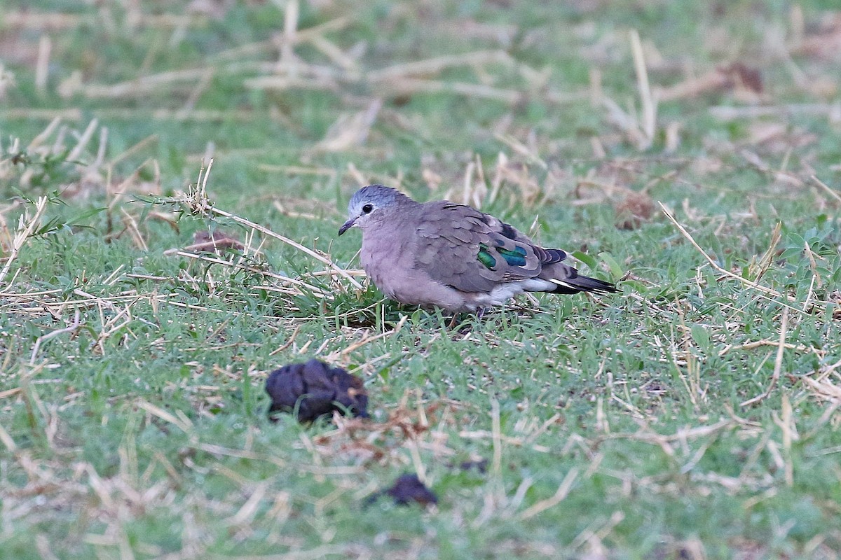 Emerald-spotted Wood-Dove - ML638706847