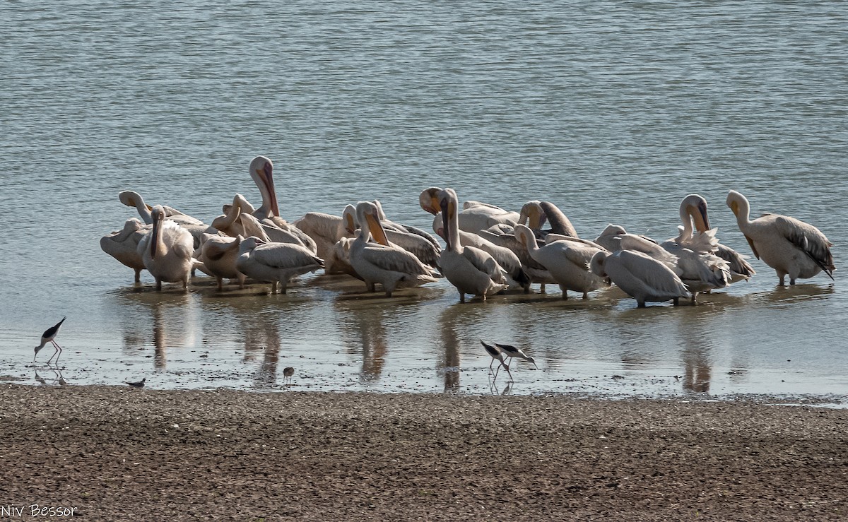 Great White Pelican - ML638706852