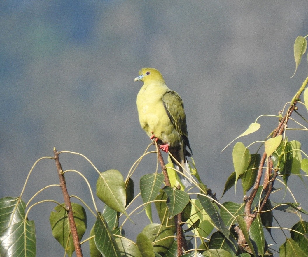 Pin-tailed Green-Pigeon - ML638706866
