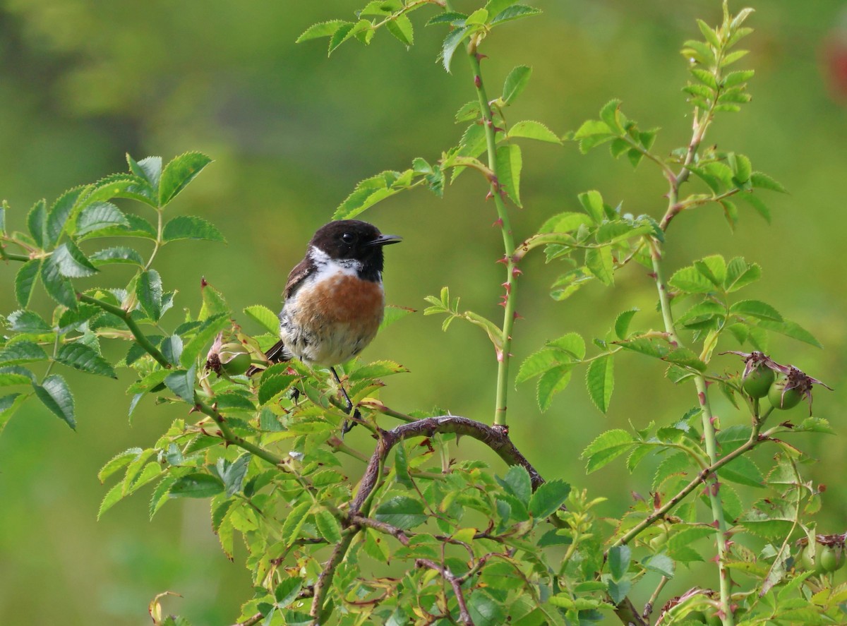 European Stonechat - ML638706901