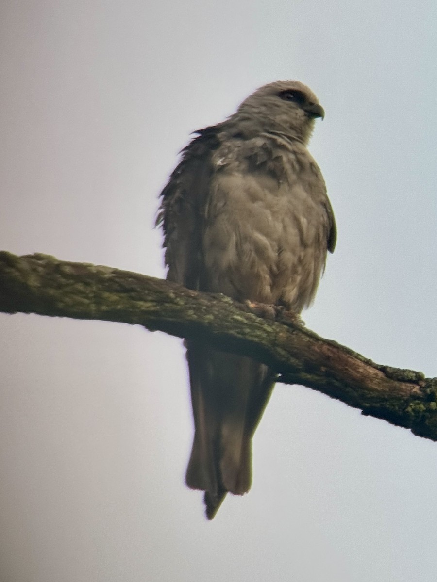 Mississippi Kite - ML638706904