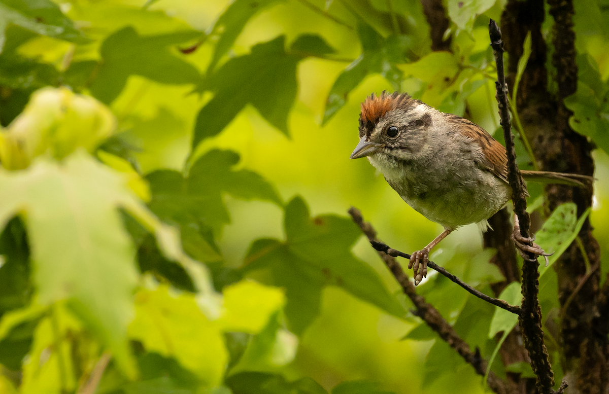 Swamp Sparrow - ML638706905