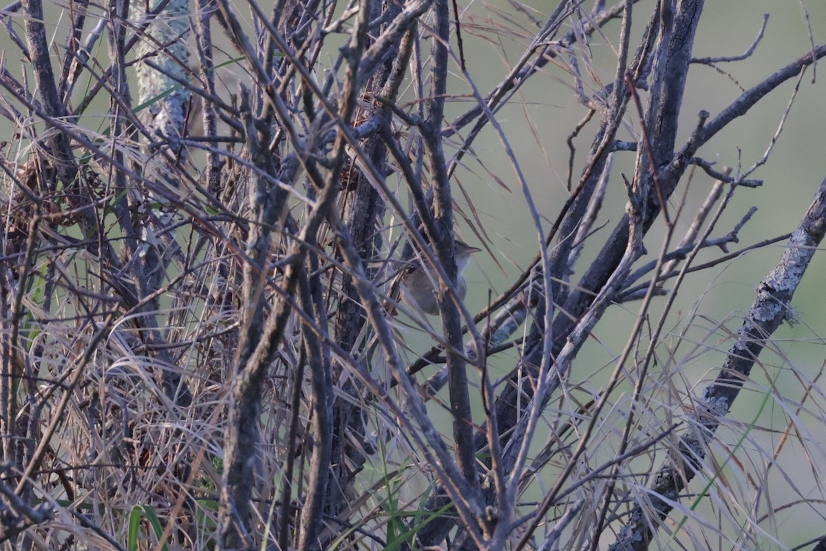 Sedge Wren - ML638706911
