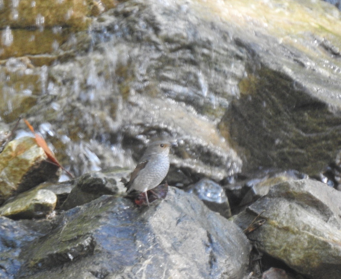 Plumbeous Redstart - ML638706928