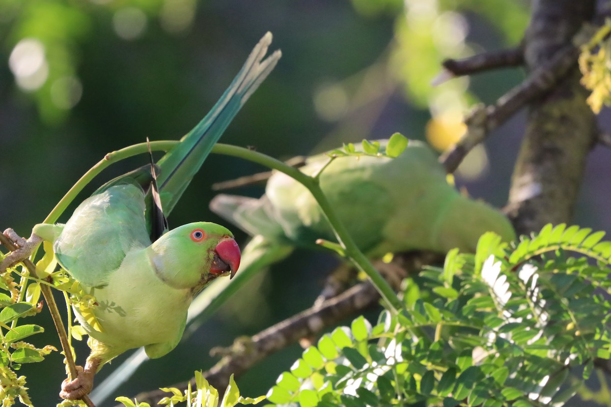 Rose-ringed Parakeet - ML638706932