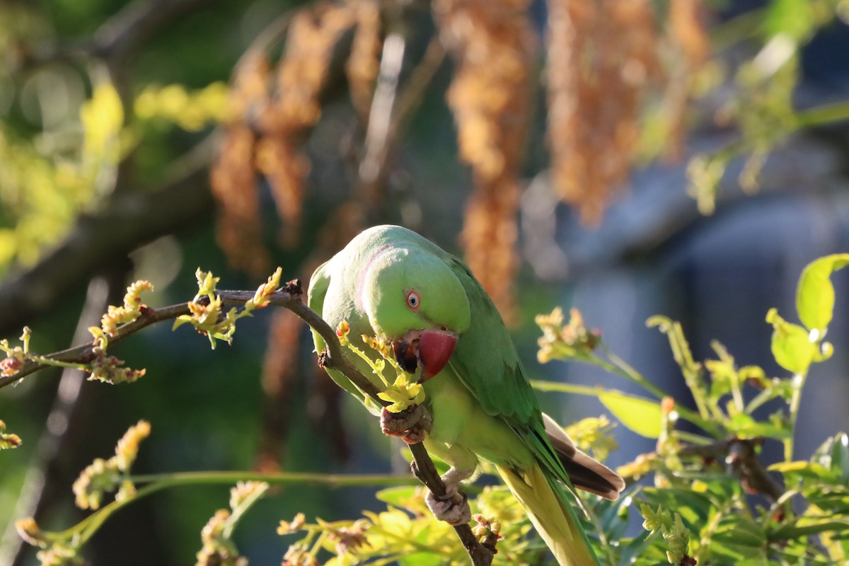 Rose-ringed Parakeet - ML638706933