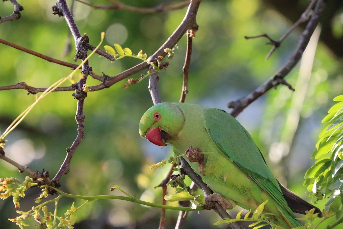 Rose-ringed Parakeet - ML638706934