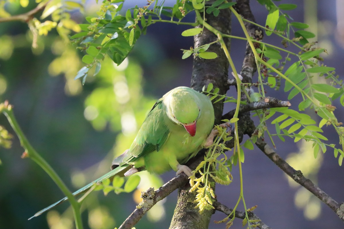 Rose-ringed Parakeet - ML638706935