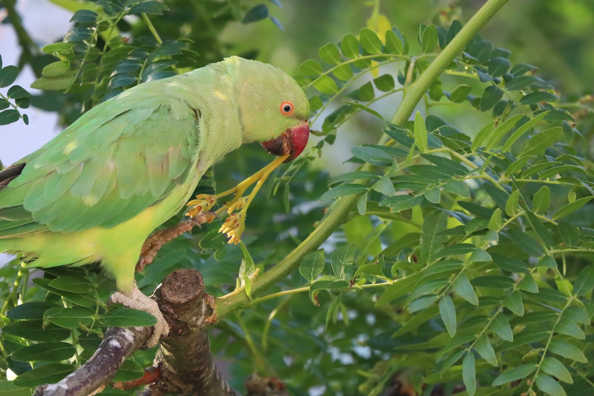 Rose-ringed Parakeet - ML638706936