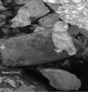Eastern Screech-Owl - ML638706947