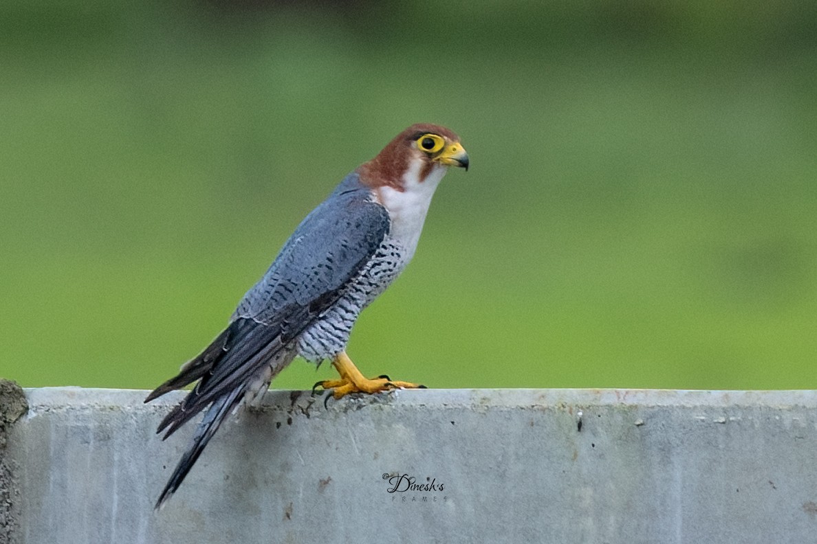 Red-necked Falcon - ML638706971