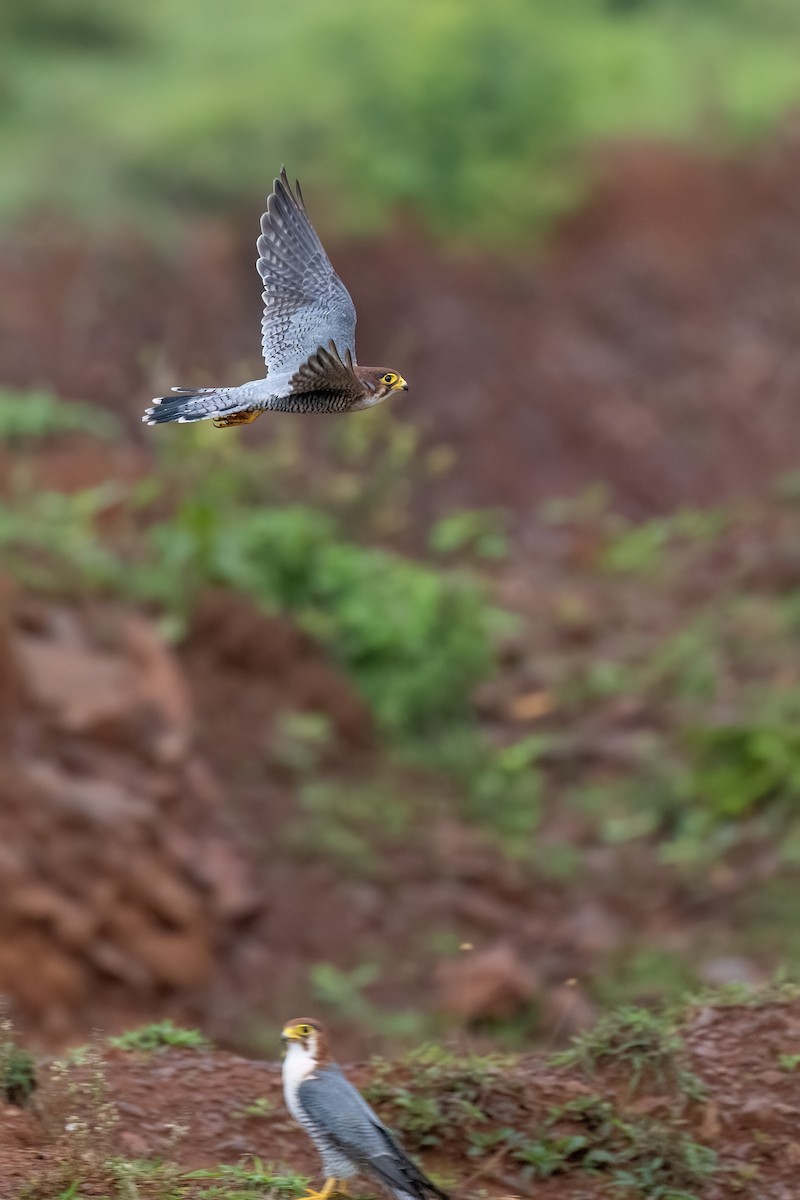 Red-necked Falcon - ML638706975