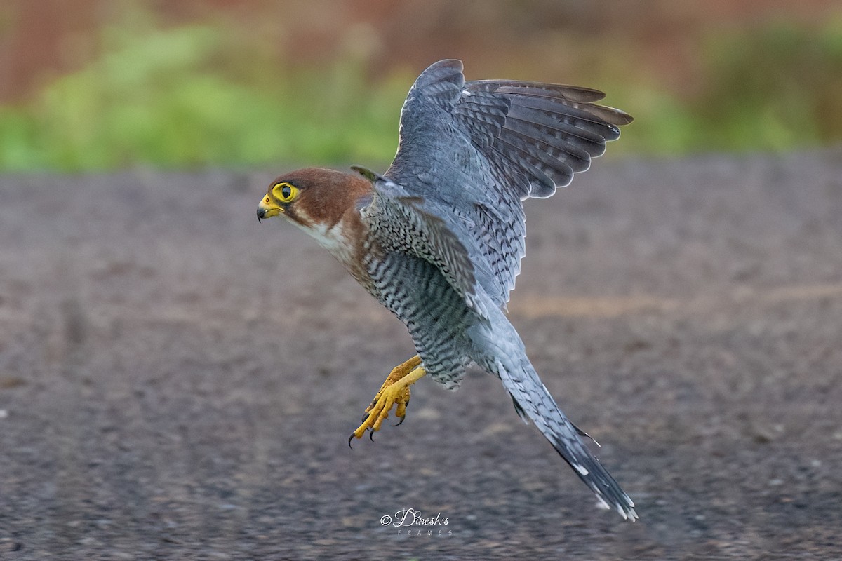 Red-necked Falcon - ML638706980