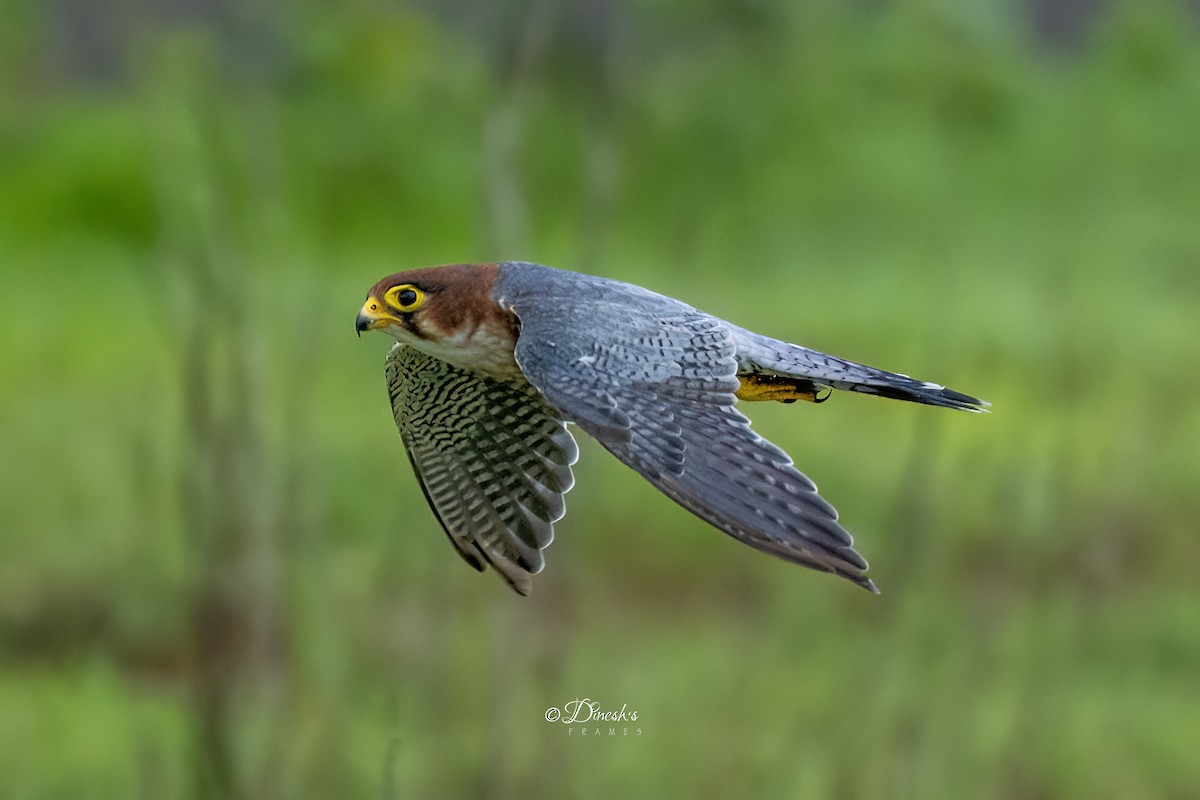 Red-necked Falcon - ML638706981
