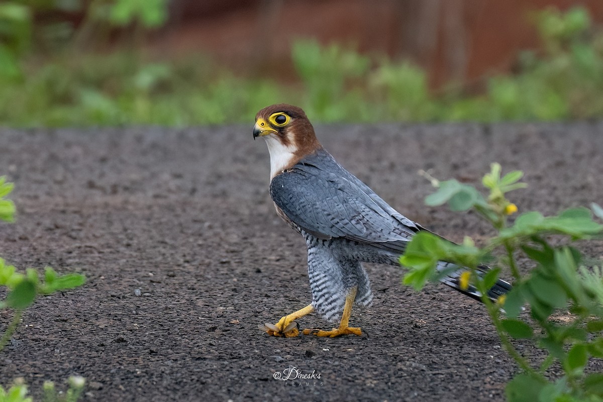 Red-necked Falcon - ML638706983