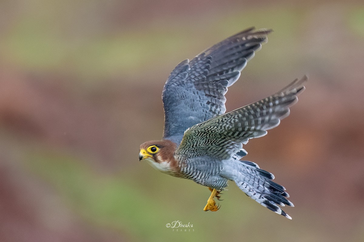 Red-necked Falcon - ML638706984