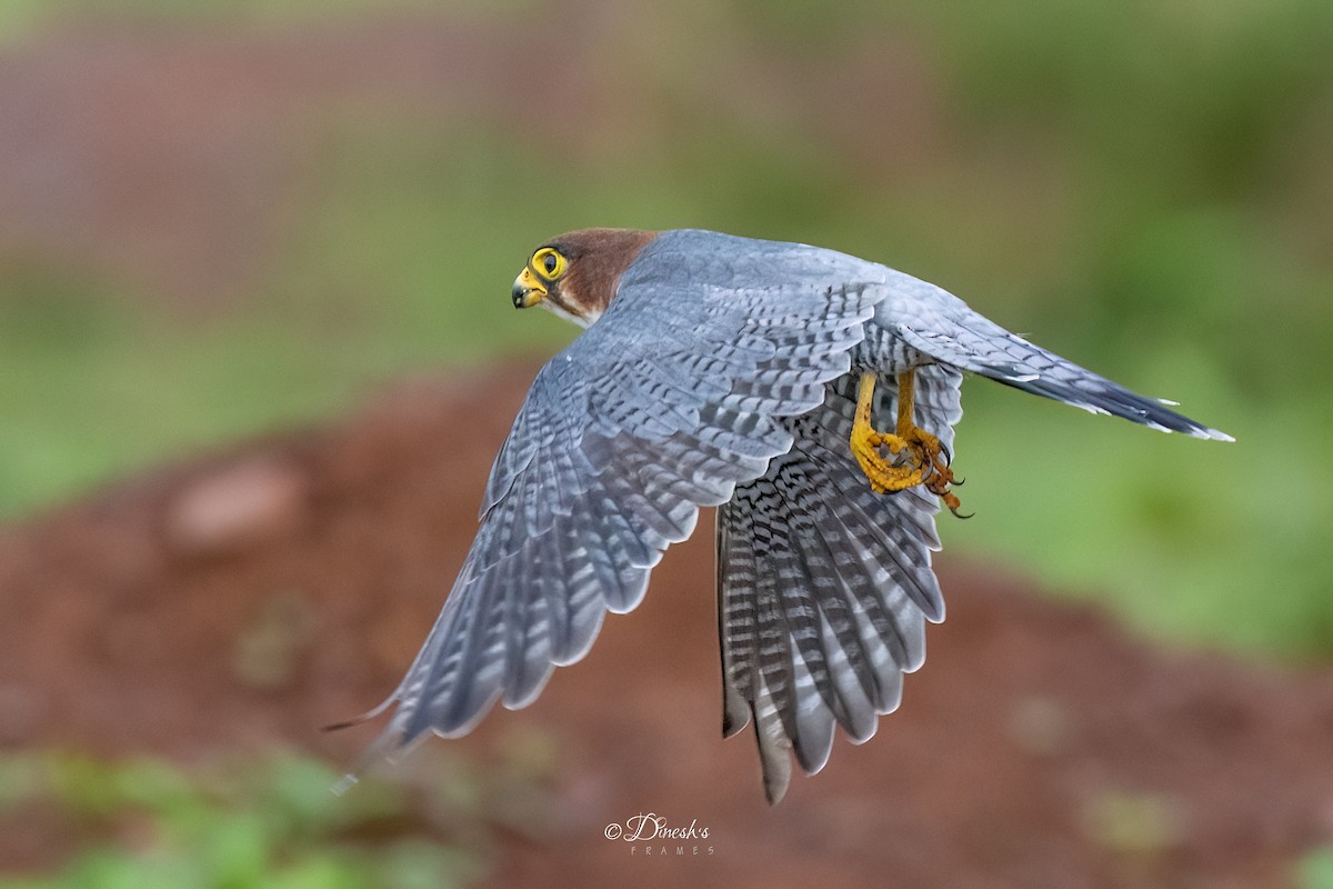 Red-necked Falcon - ML638706985