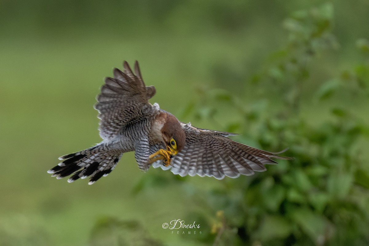 Red-necked Falcon - ML638706991