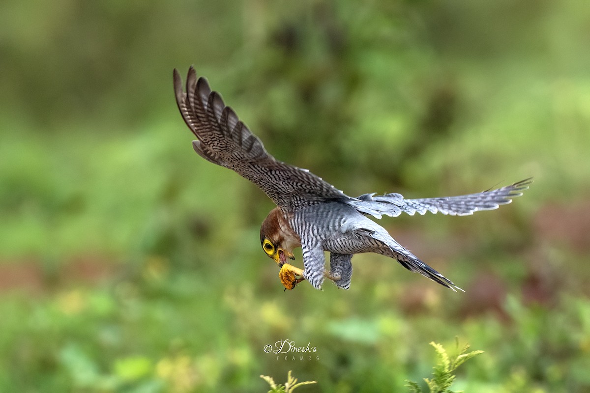Red-necked Falcon - ML638706996