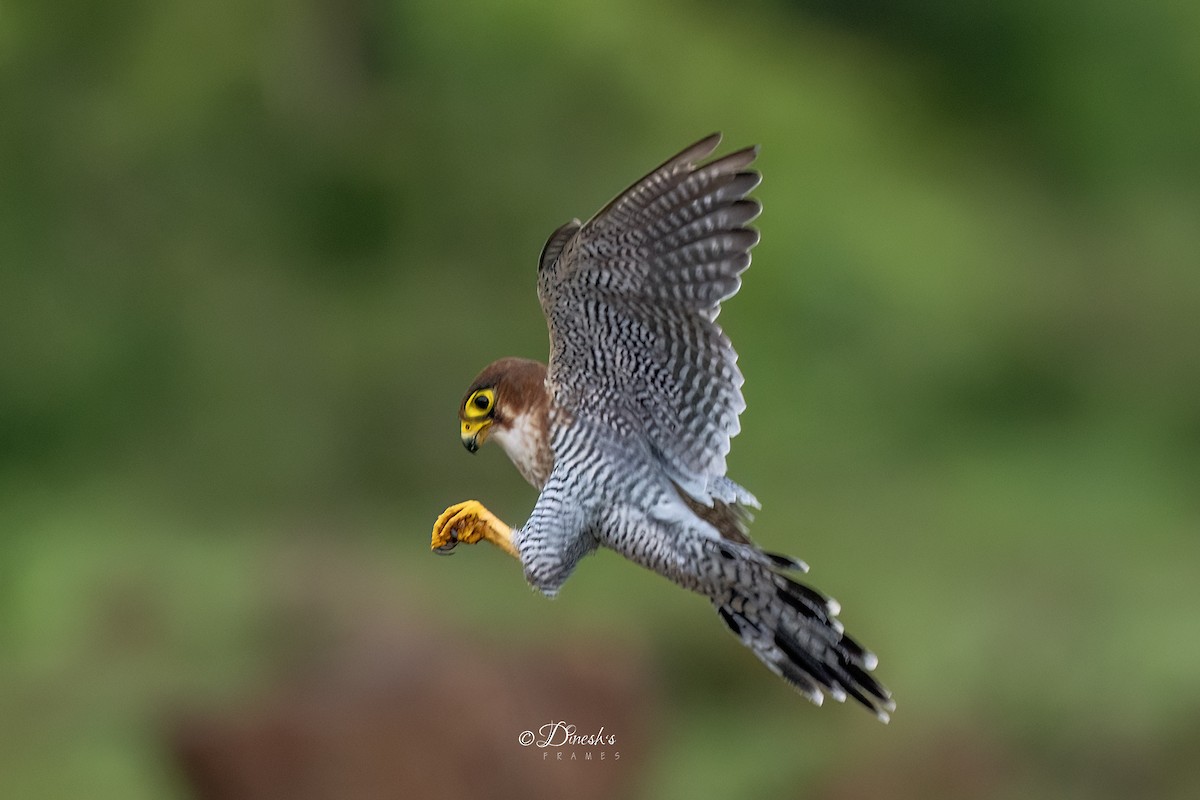 Red-necked Falcon - ML638706997