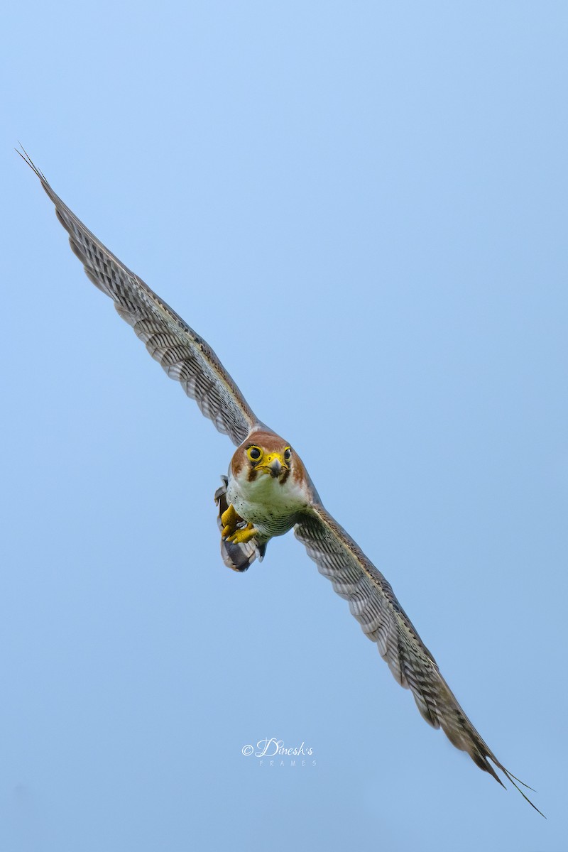 Red-necked Falcon - ML638707002
