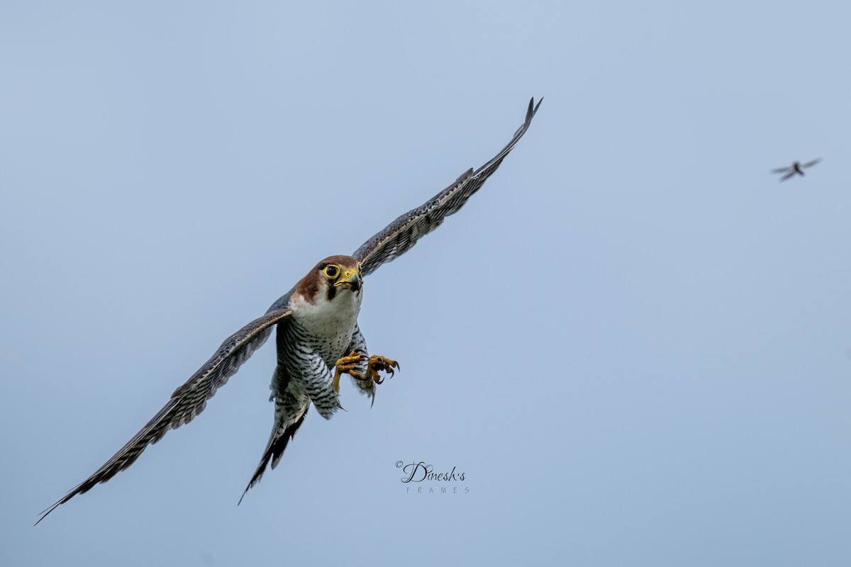 Red-necked Falcon - ML638707003