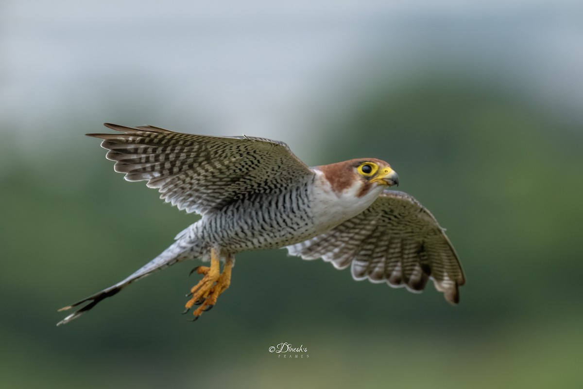 Red-necked Falcon - ML638707016