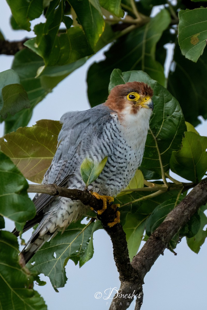 Red-necked Falcon - ML638707063