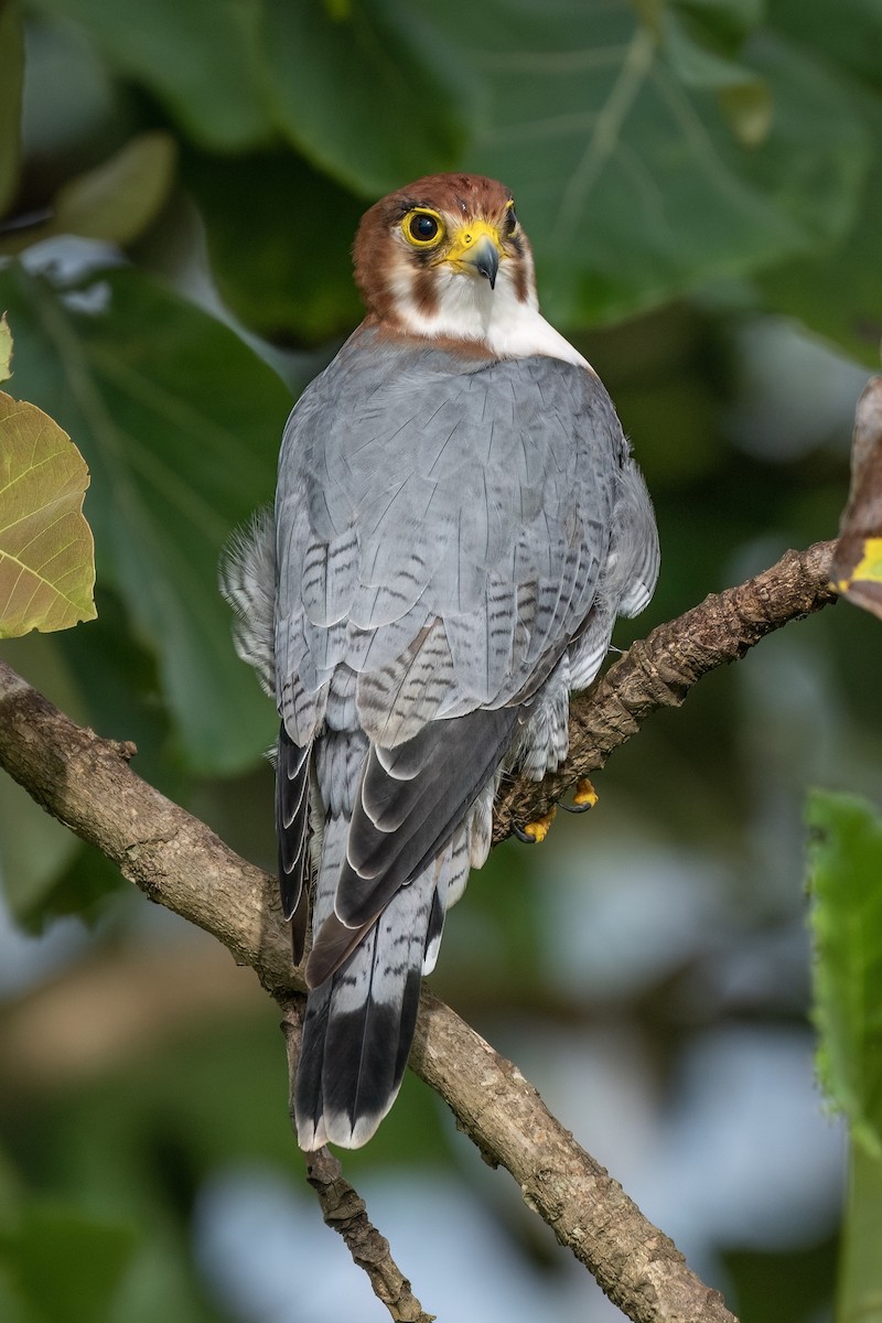Red-necked Falcon - ML638707064