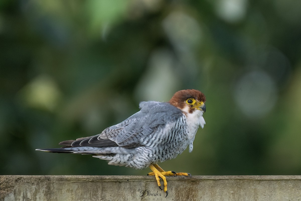Red-necked Falcon - ML638707065