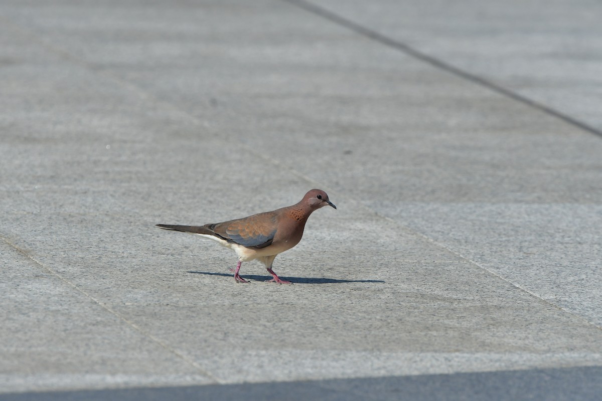 Laughing Dove - ML638707092