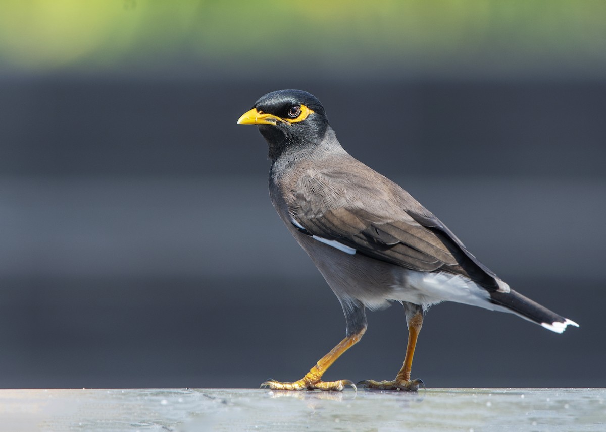 Common Myna - ML638707113