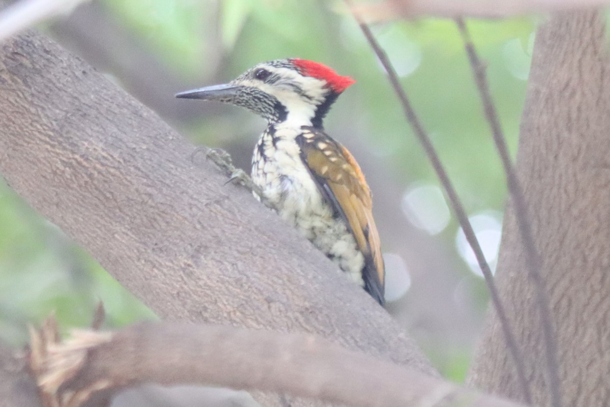 Black-rumped Flameback - ML638707120