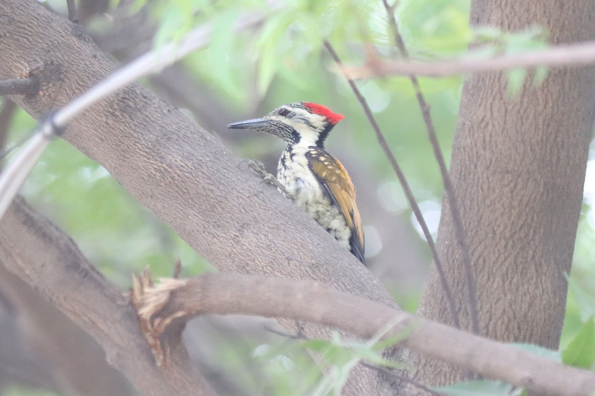 Black-rumped Flameback - ML638707123