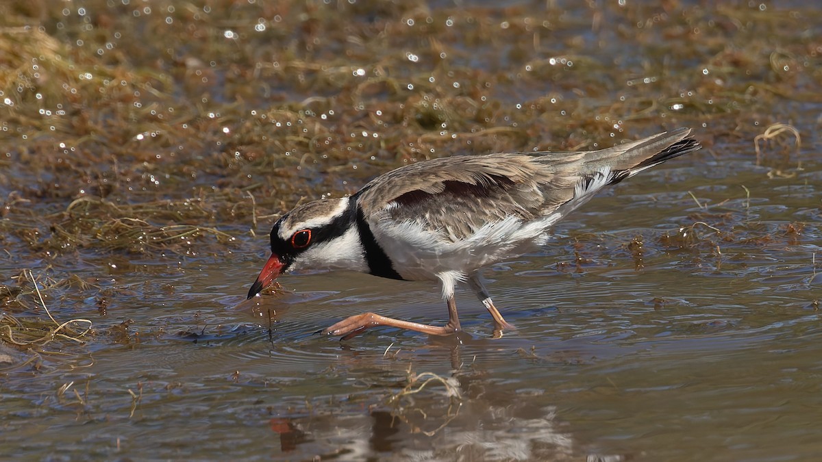 Black-fronted Dotterel - ML638707179