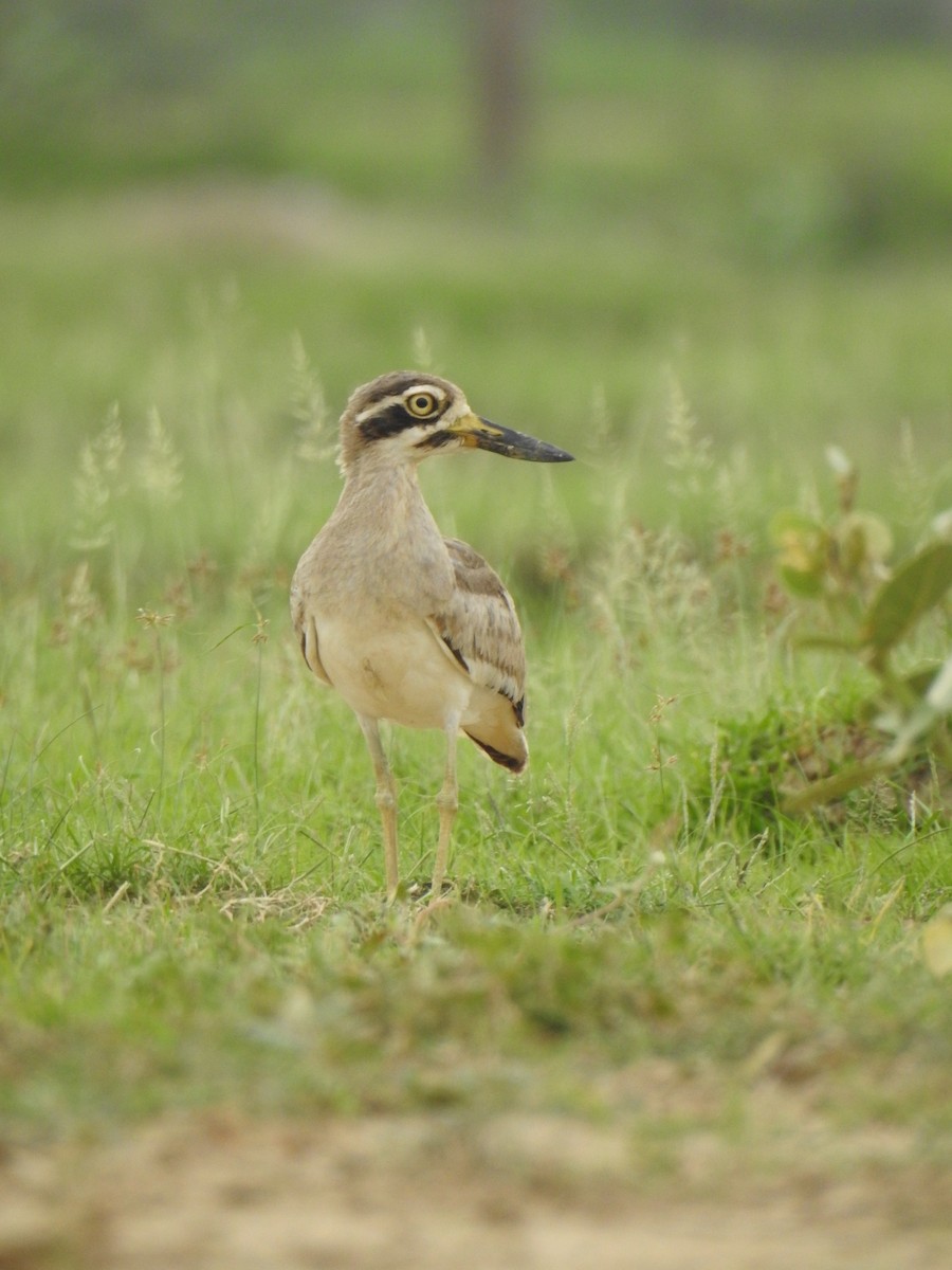 Great Thick-knee - ML638707202
