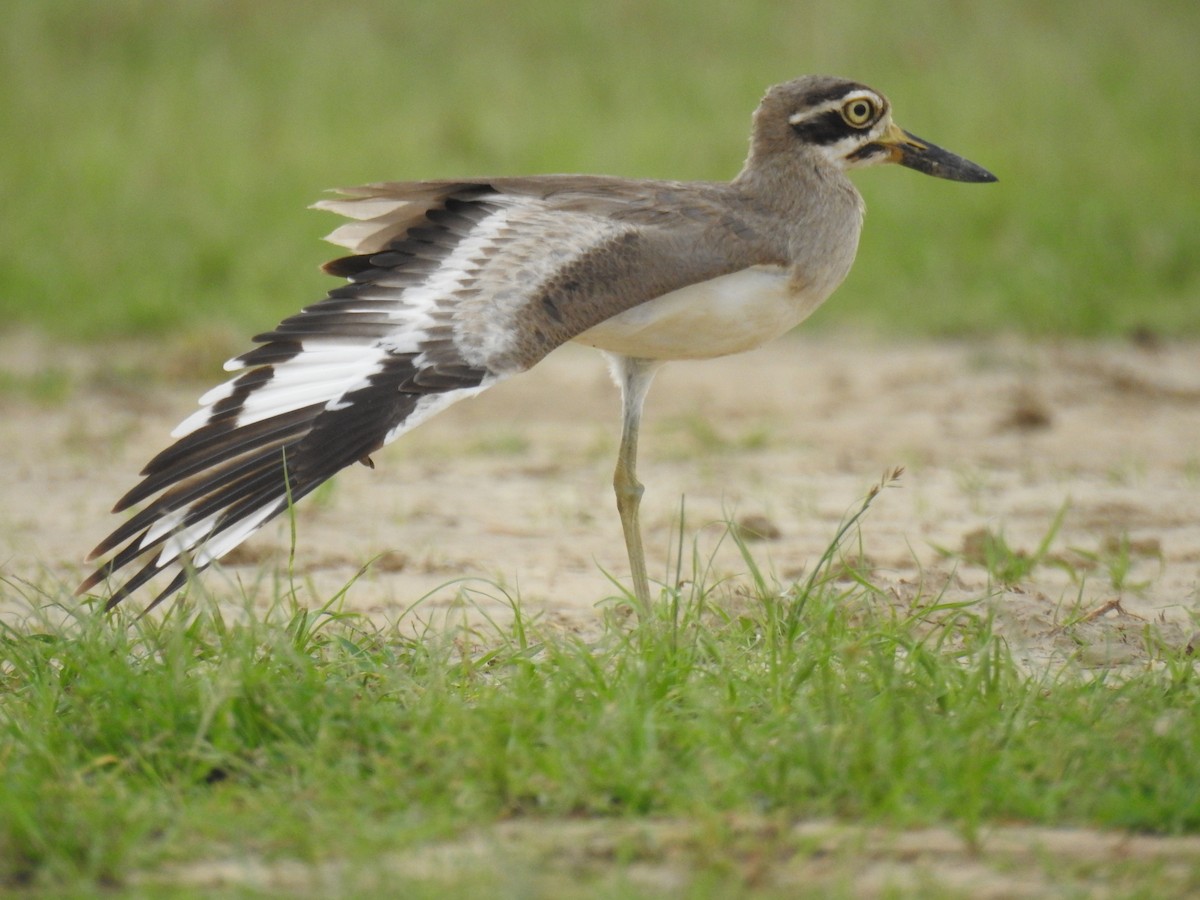 Great Thick-knee - ML638707204