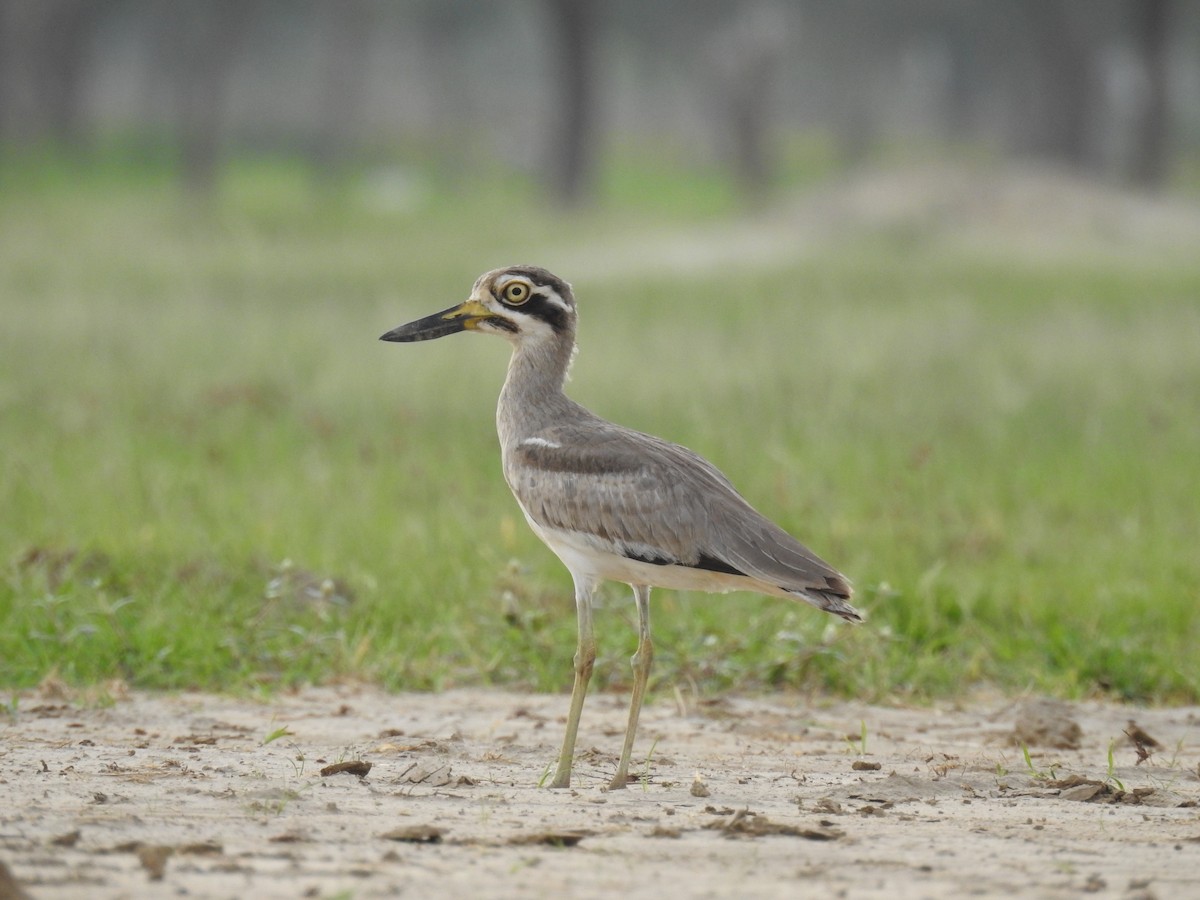Great Thick-knee - ML638707206
