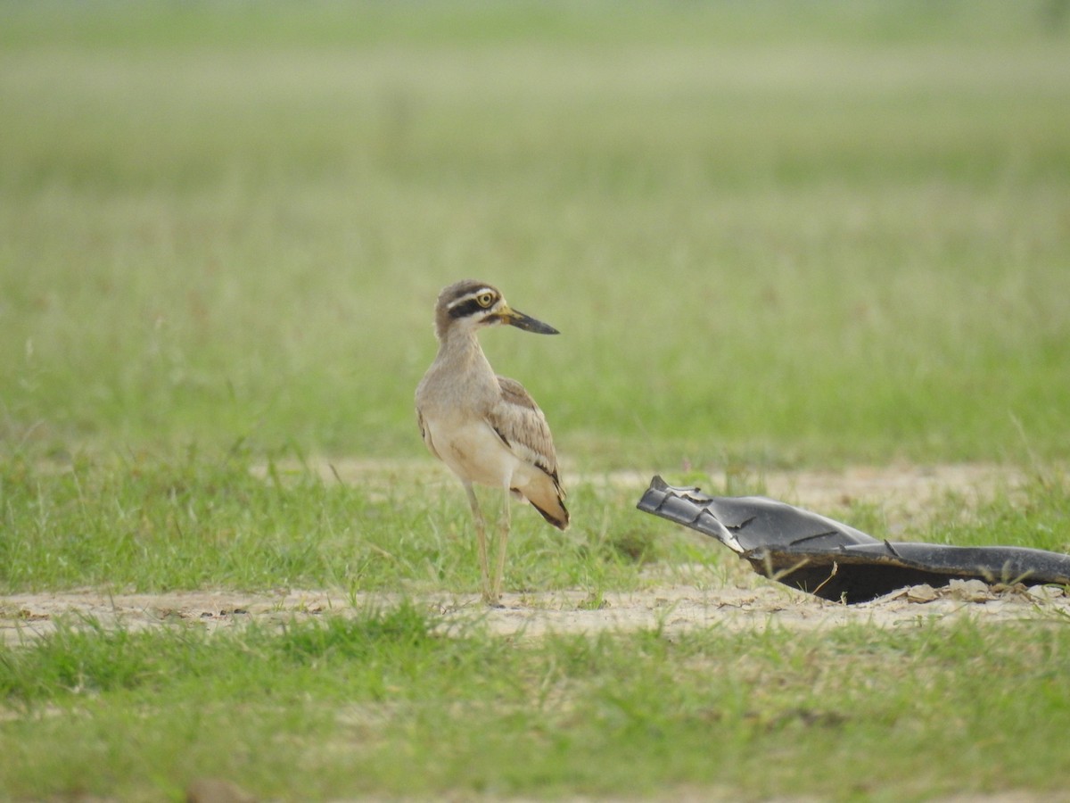 Great Thick-knee - ML638707208