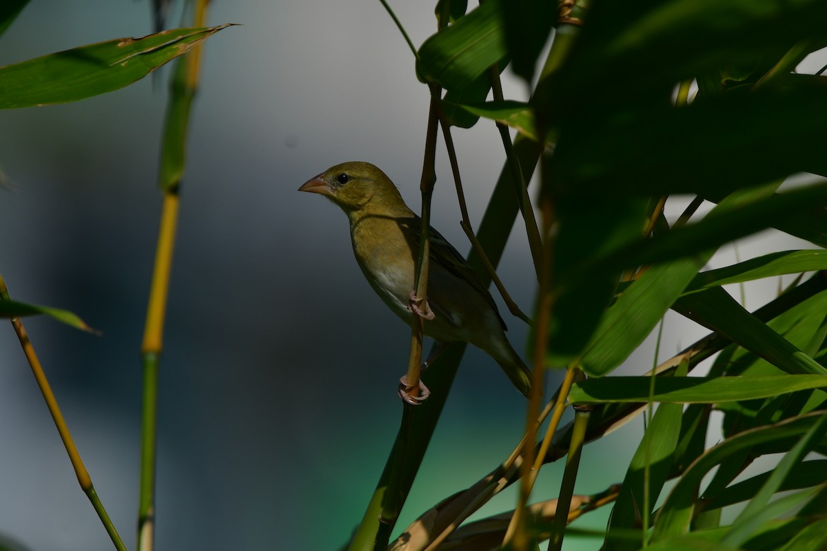 Rüppell's Weaver - ML638707241
