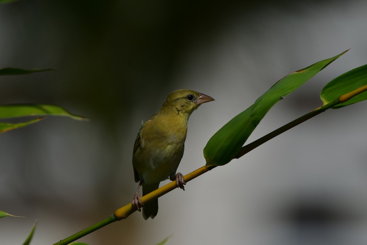 Rüppell's Weaver - ML638707242