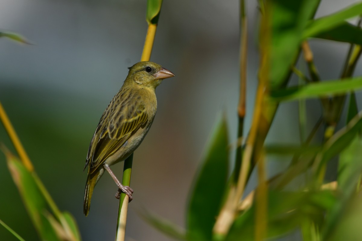 Rüppell's Weaver - ML638707243